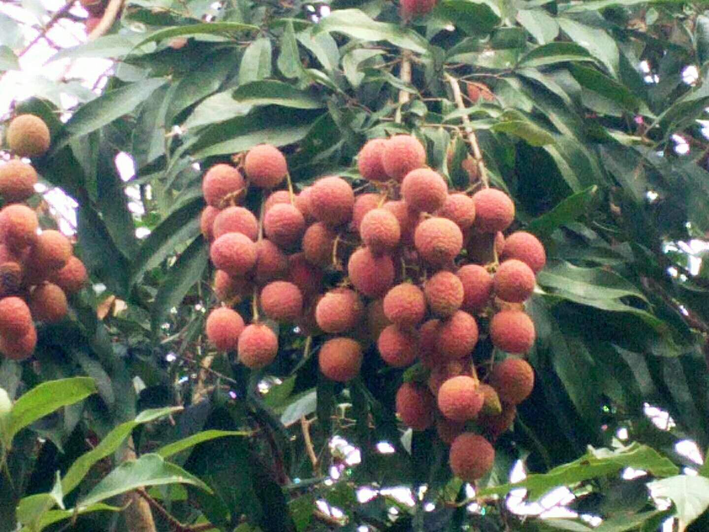 微信圖片_20180614102913.jpg 微信圖片_20180614102913.jpg