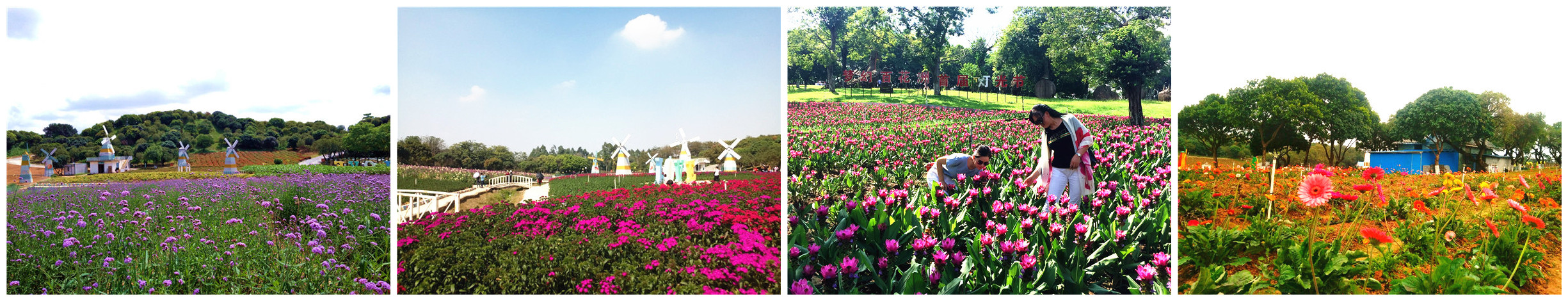 花海.jpg 花海.jpg